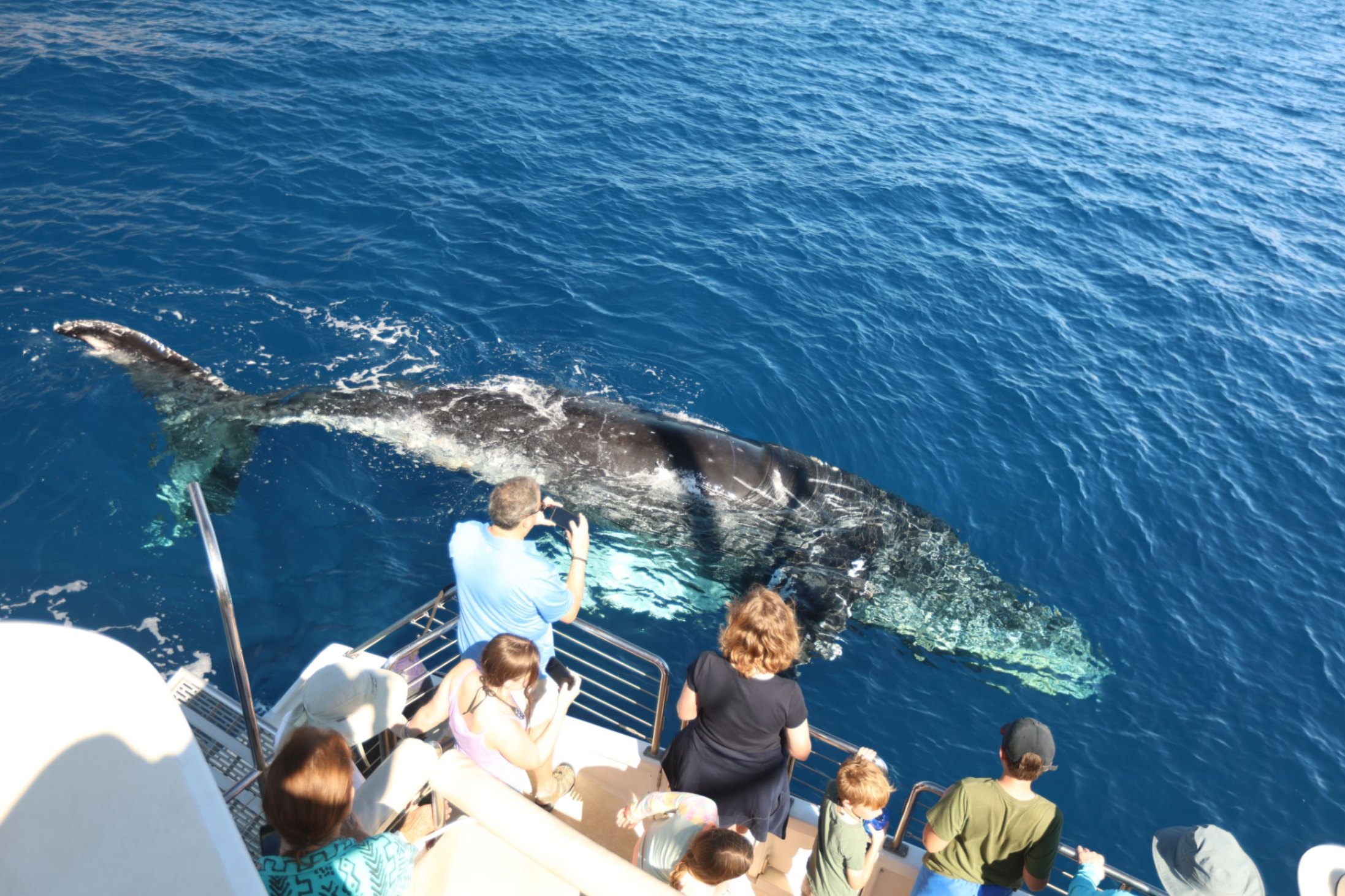 best whale watching tour maui