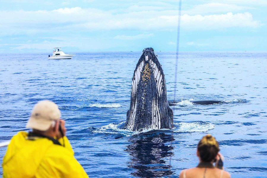 whale watching maui