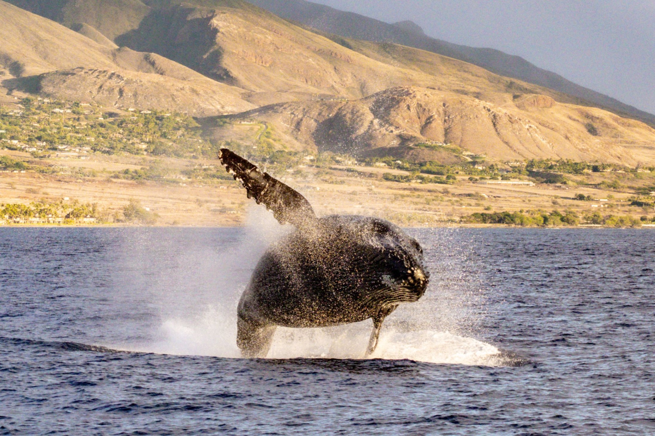 humpback whale breach maui