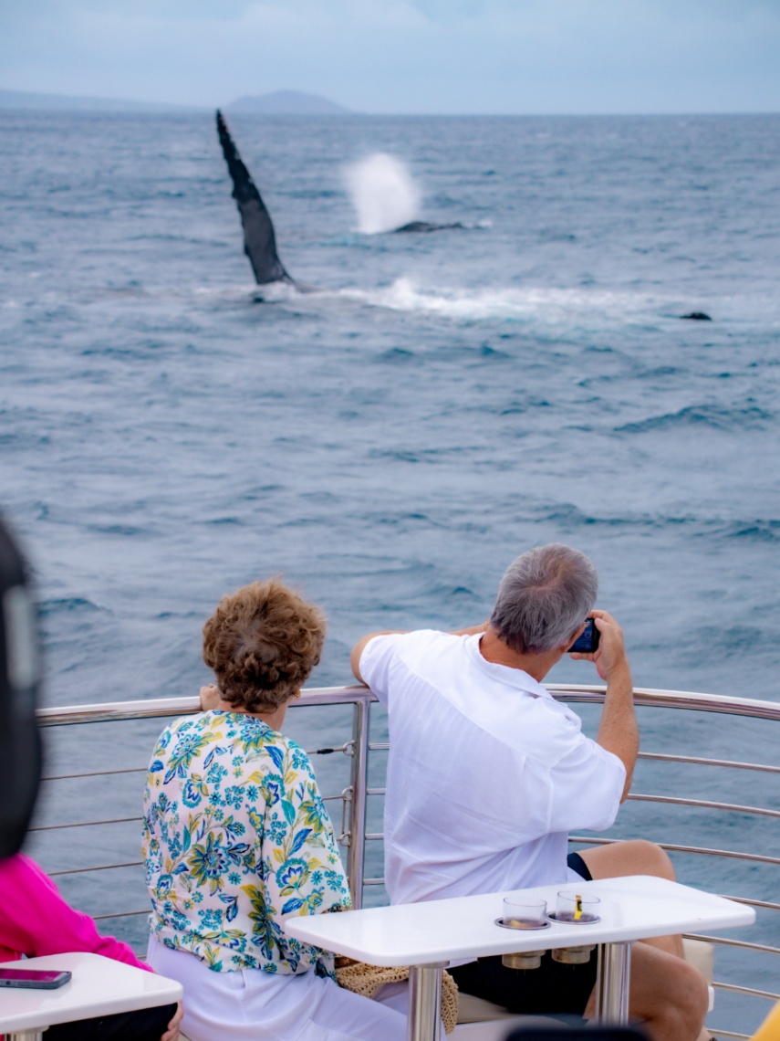 best whale watching on maui