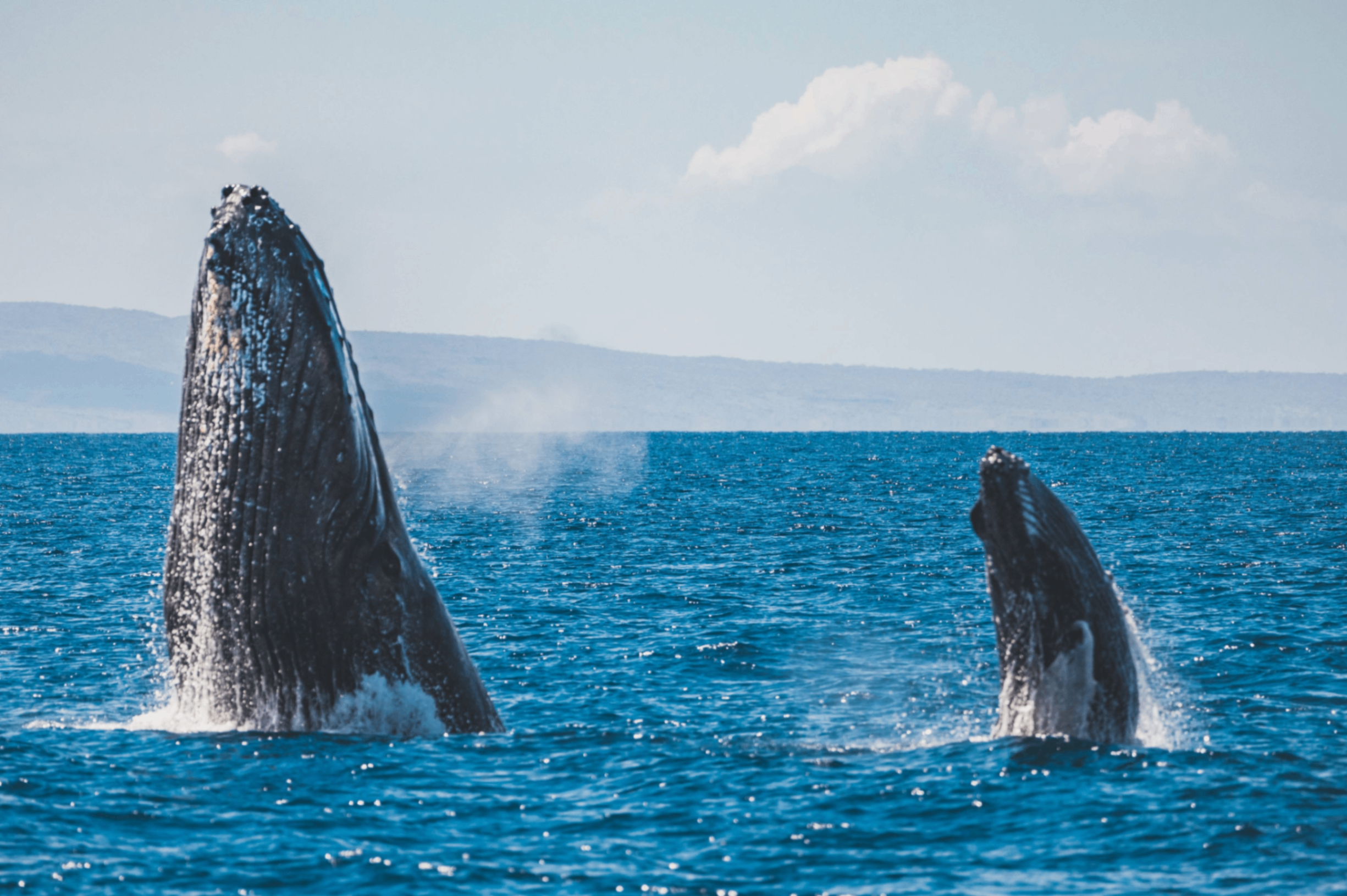 double breach, baby and mom, humpback whales, maui
