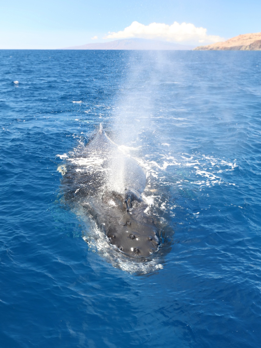 best whale watching tour on maui