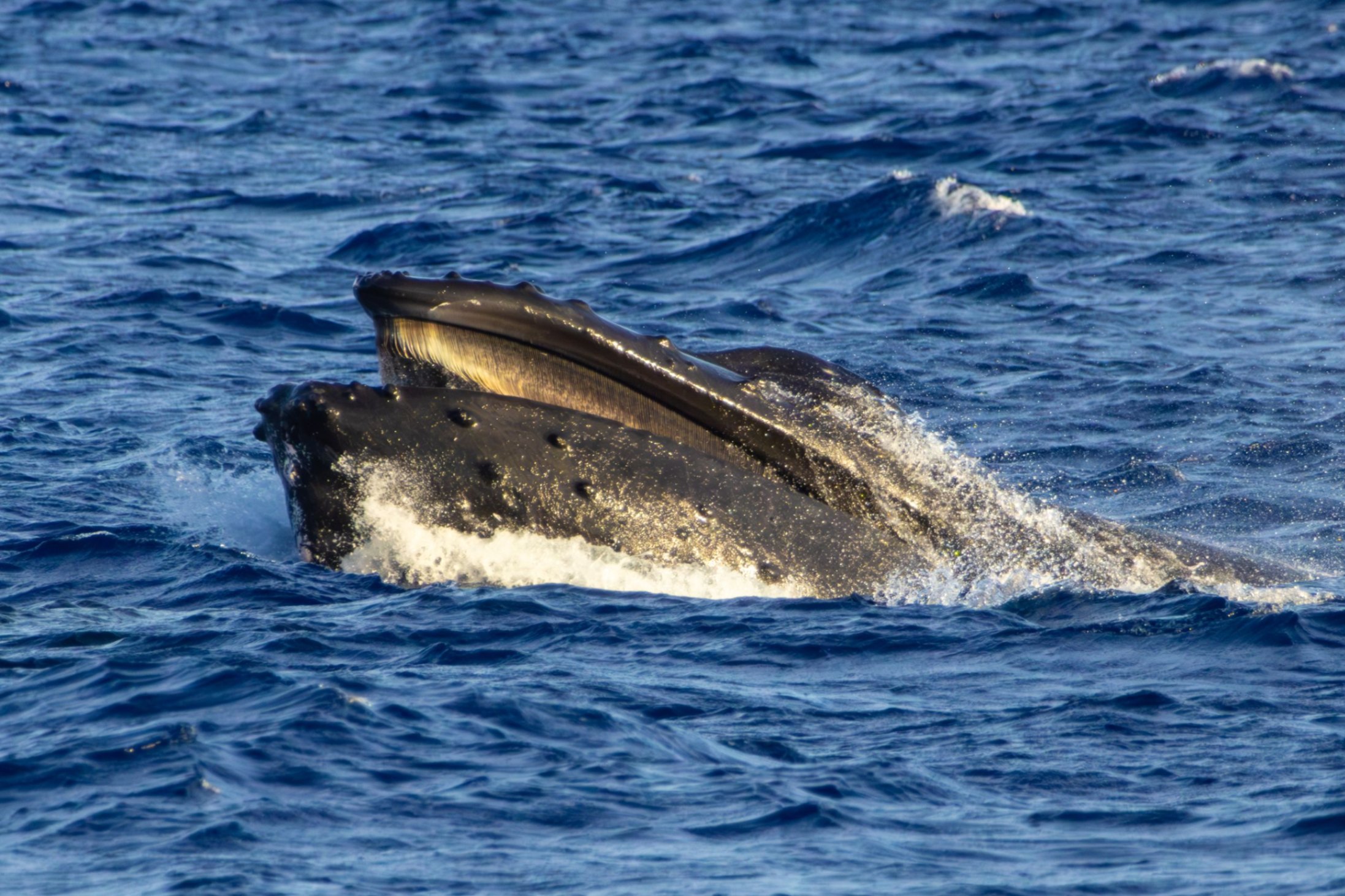 best whale watching tour on maui