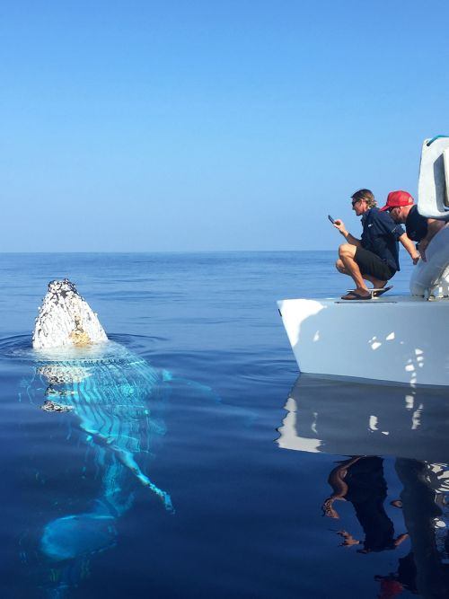 best whale watching tour on maui