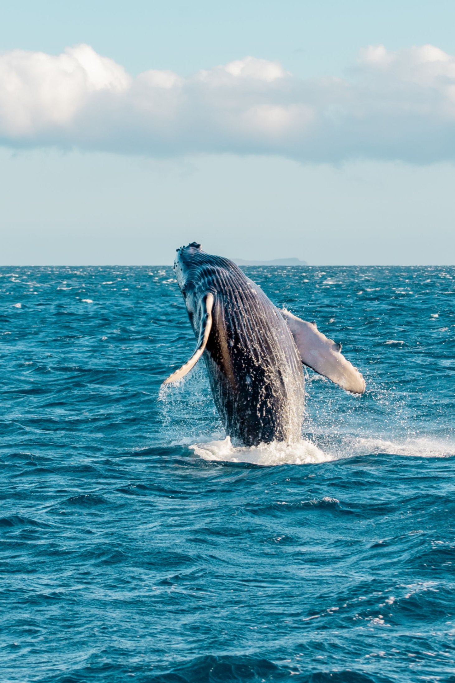 baby humpback breach maui