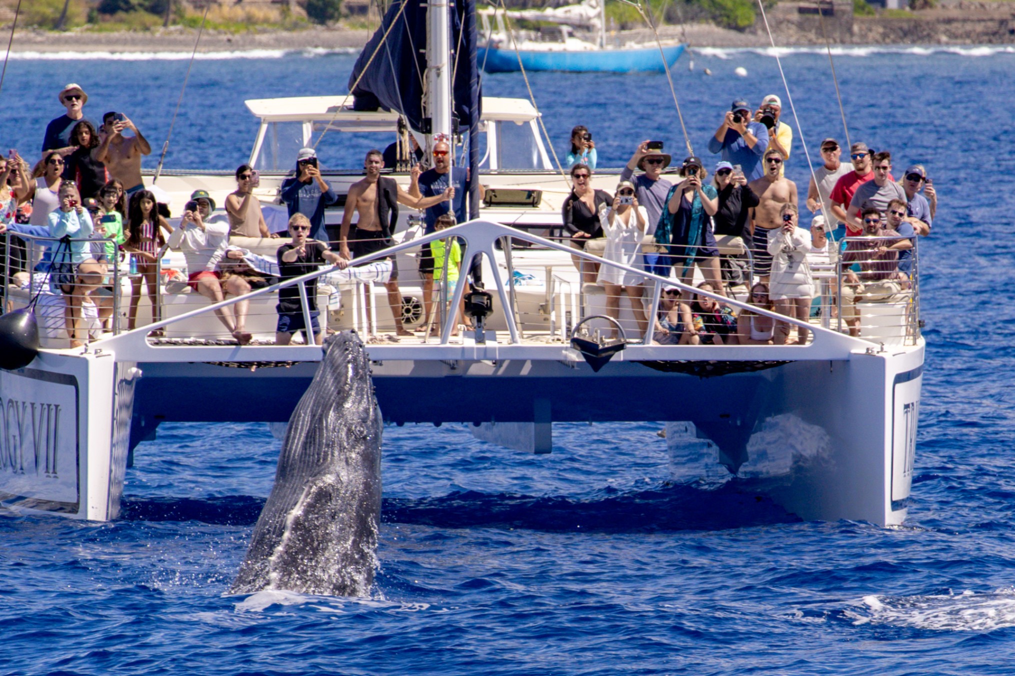 best whale watching tour on maui