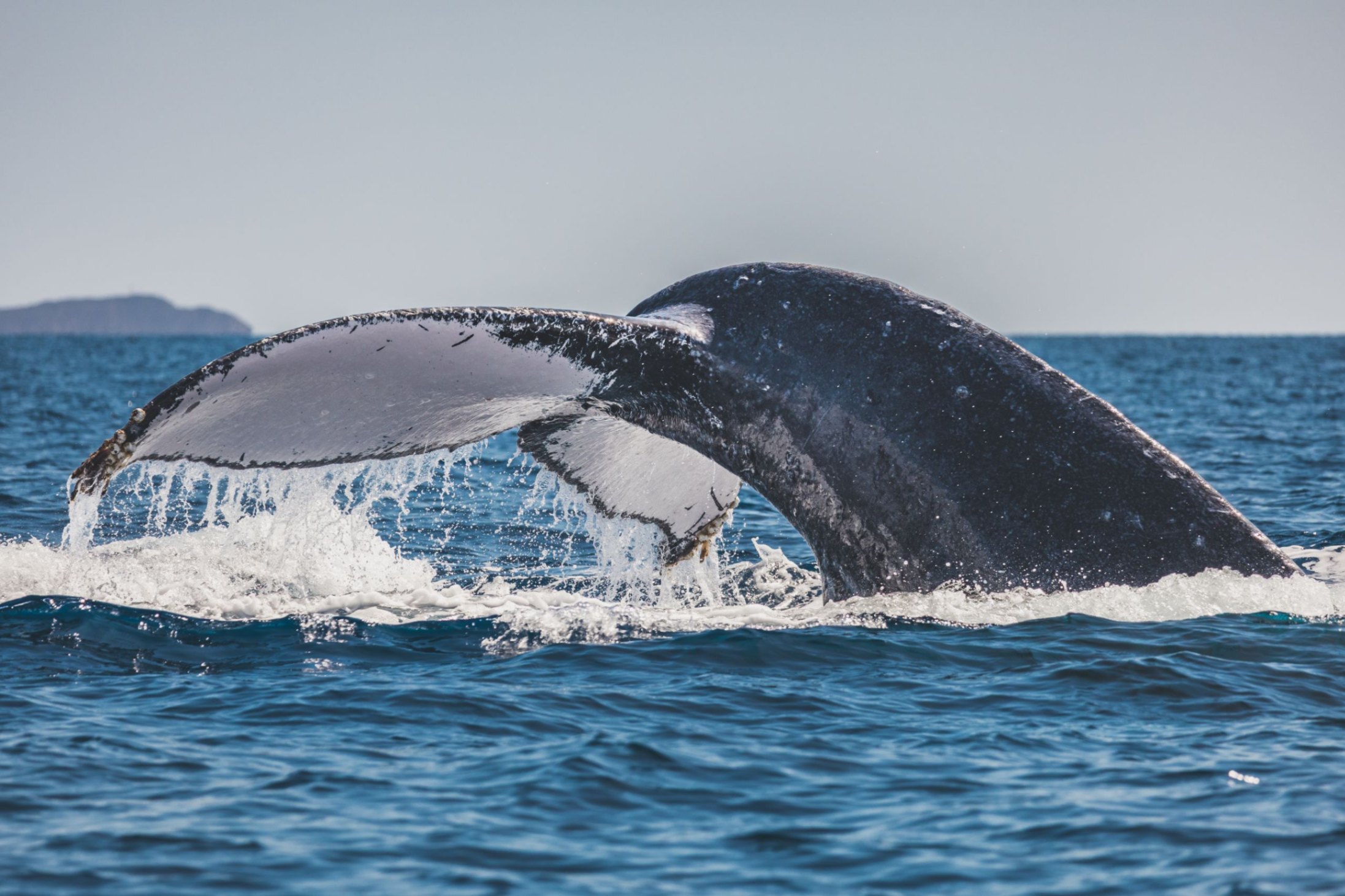 best whale watching tour on maui