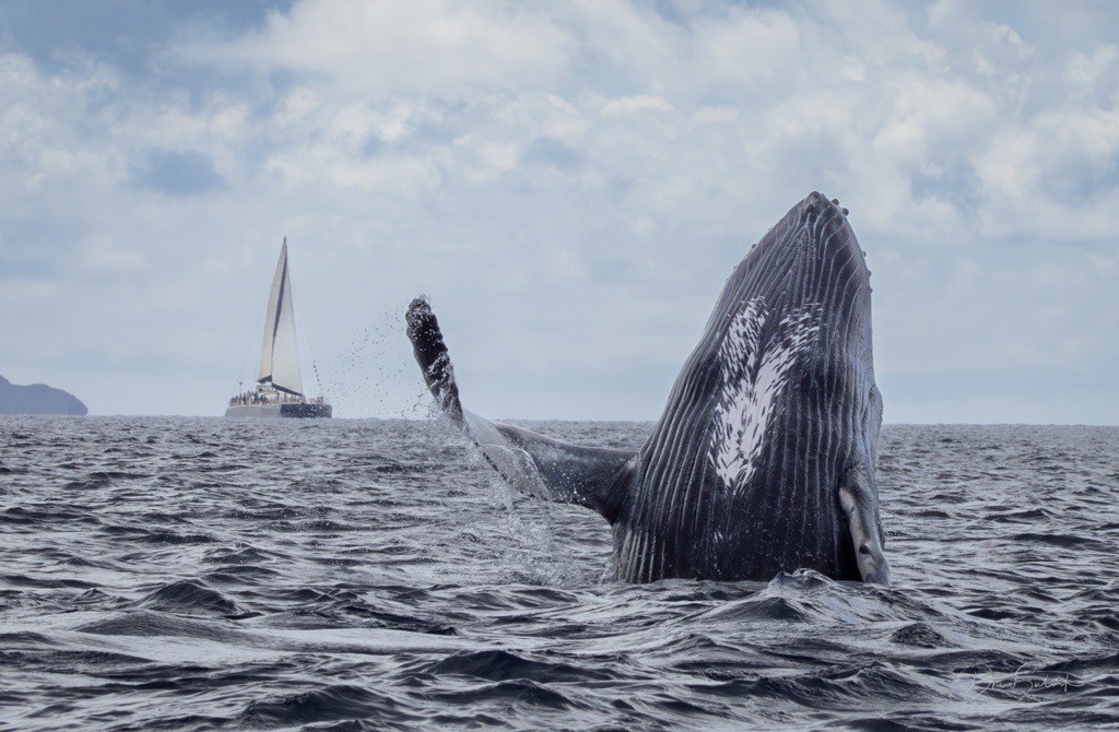 best whale watching tour on maui, breach