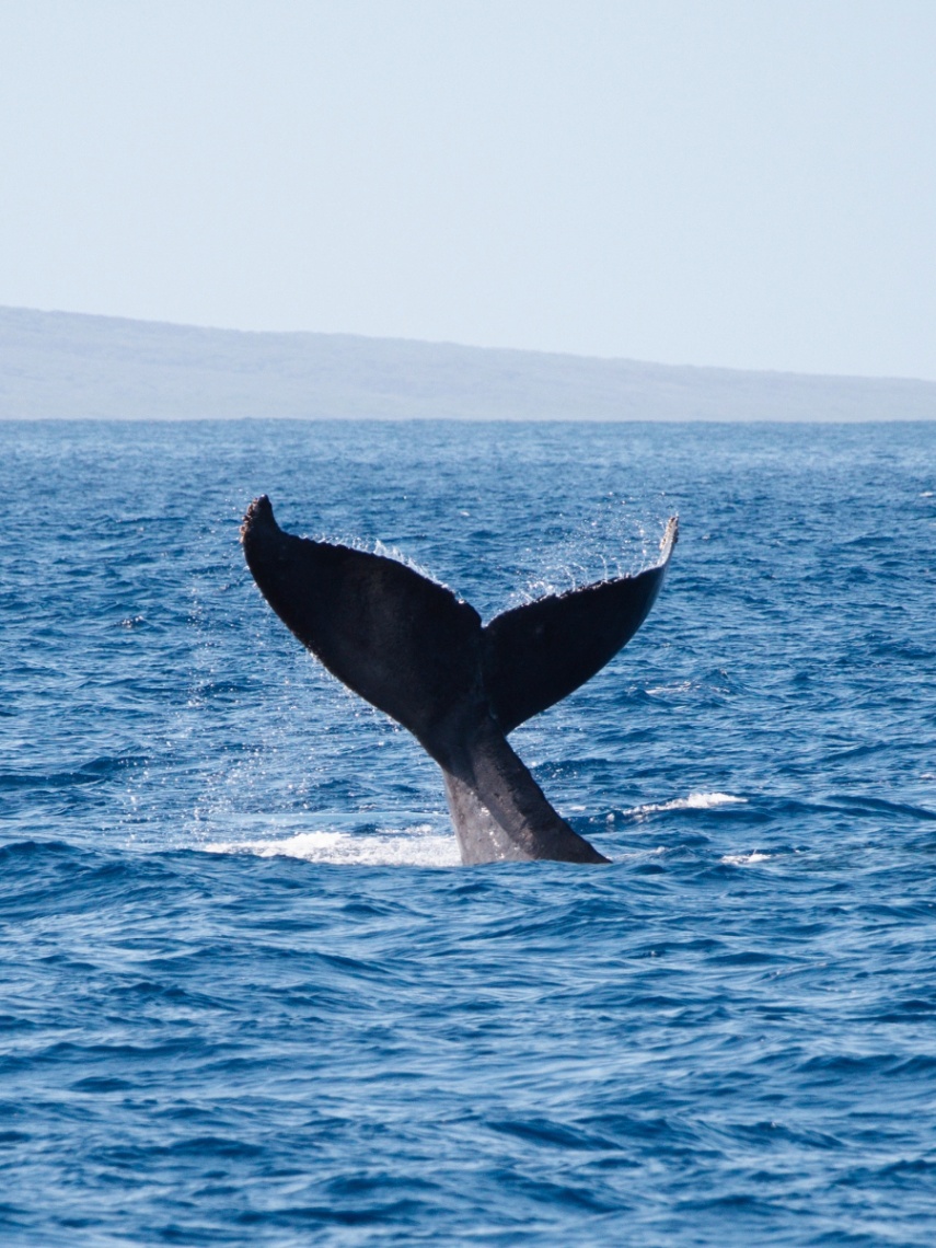 best whale watching tour on maui, fluke