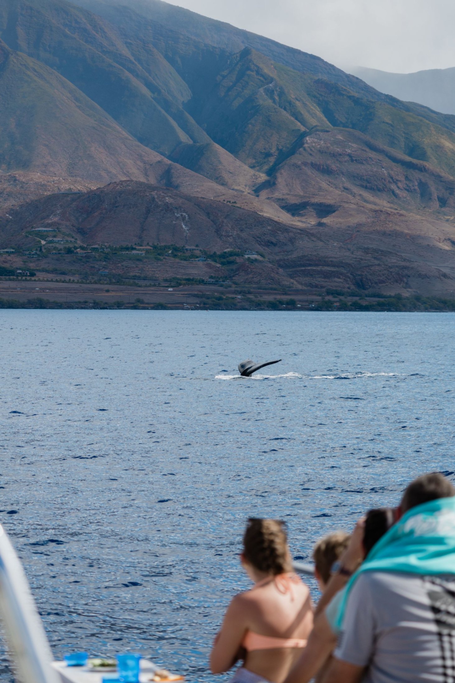 best whale watching tour on maui