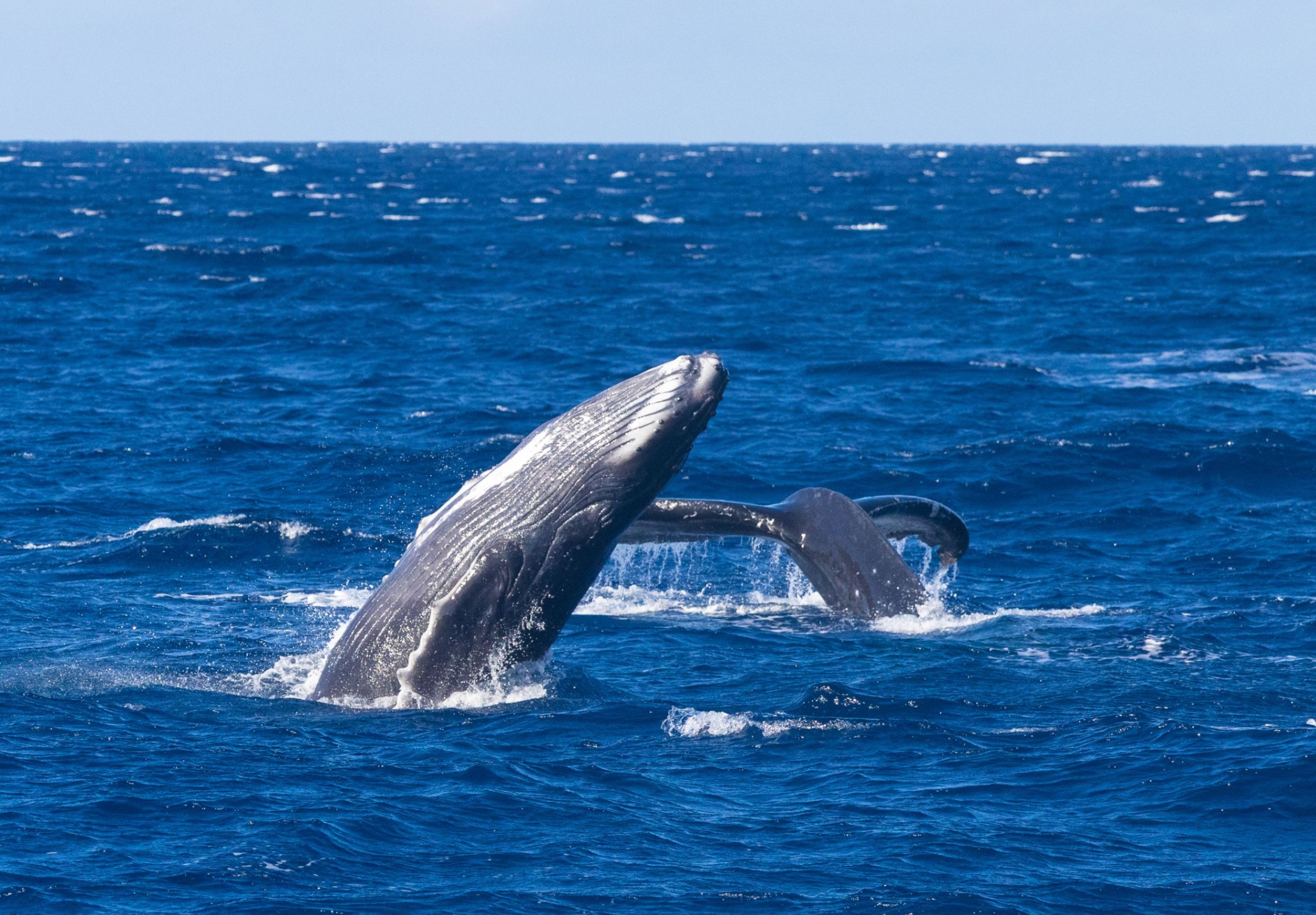 best whale watching tour on maui