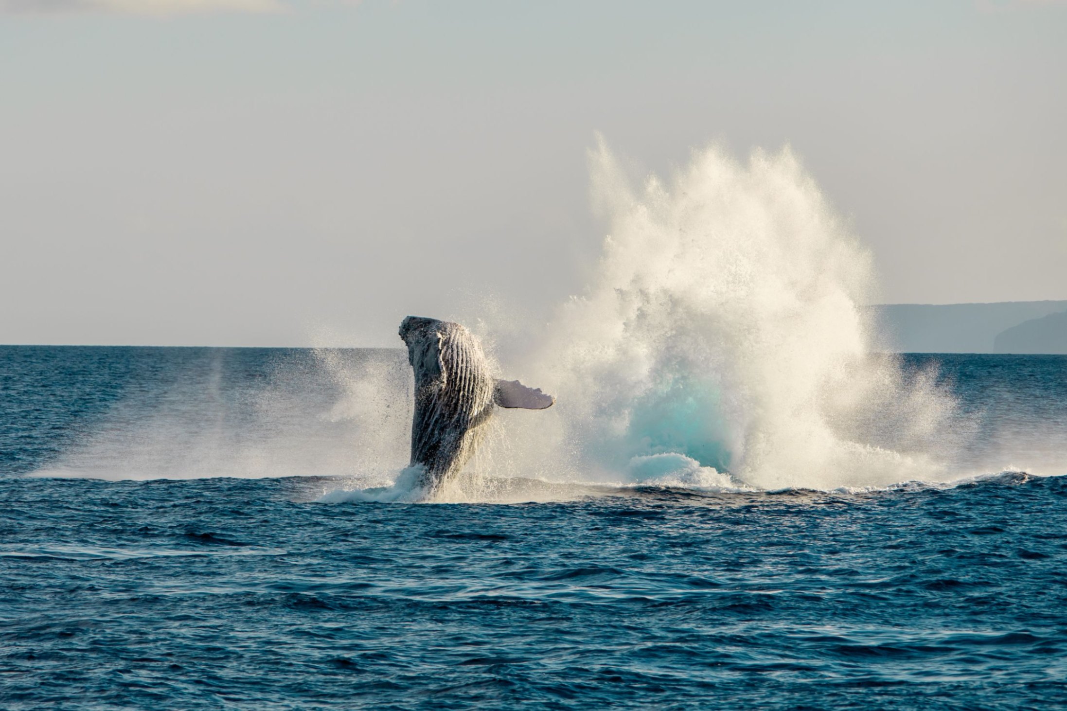 best whale watching tour on maui