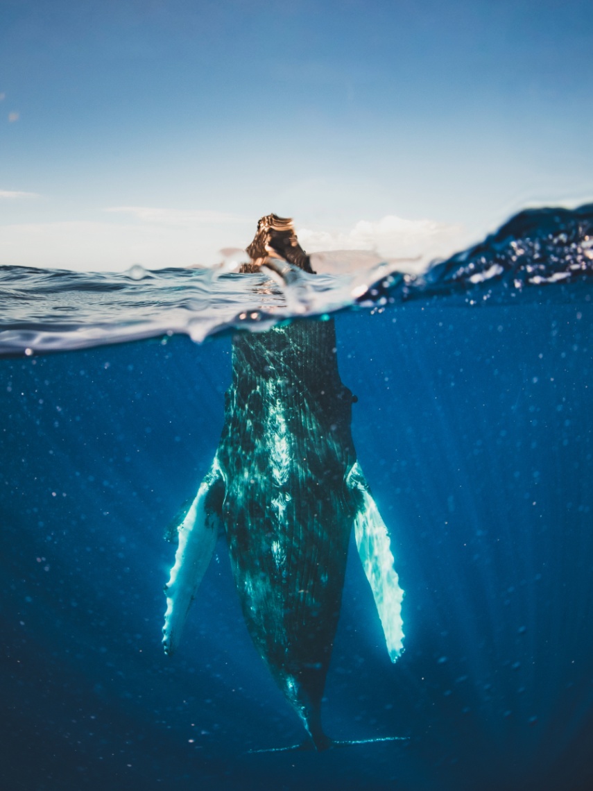 best whale watching tour on maui