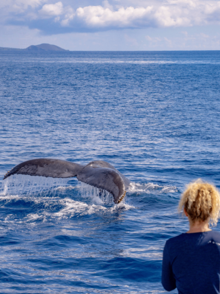 best whale watching tour on maui