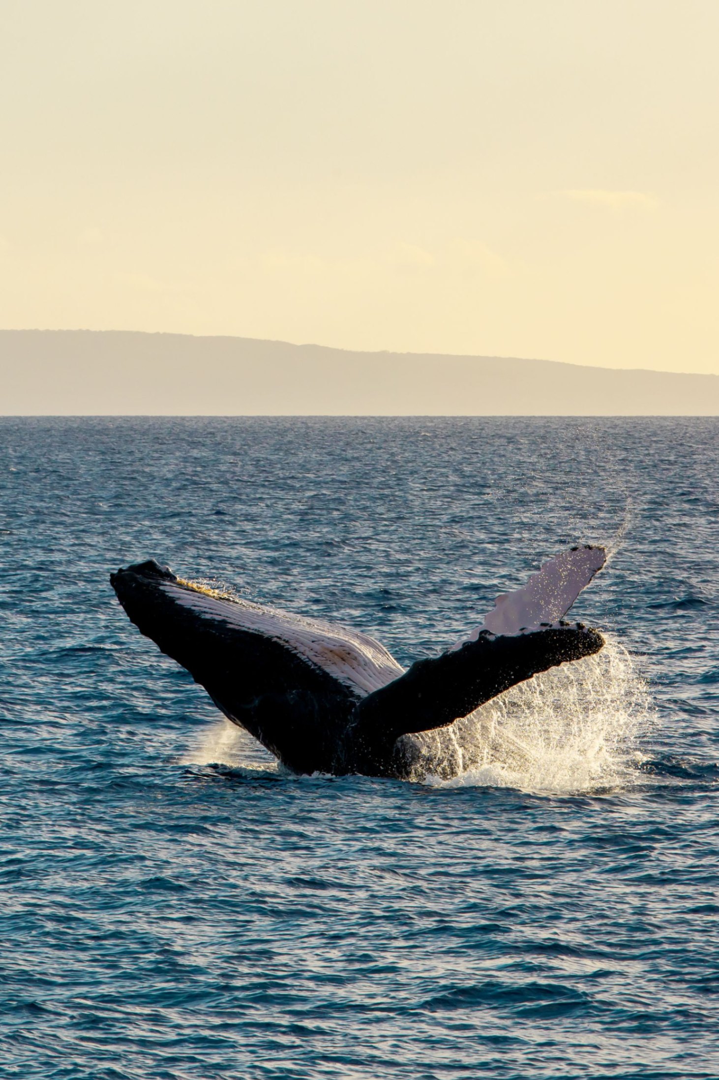 best whale watching on maui