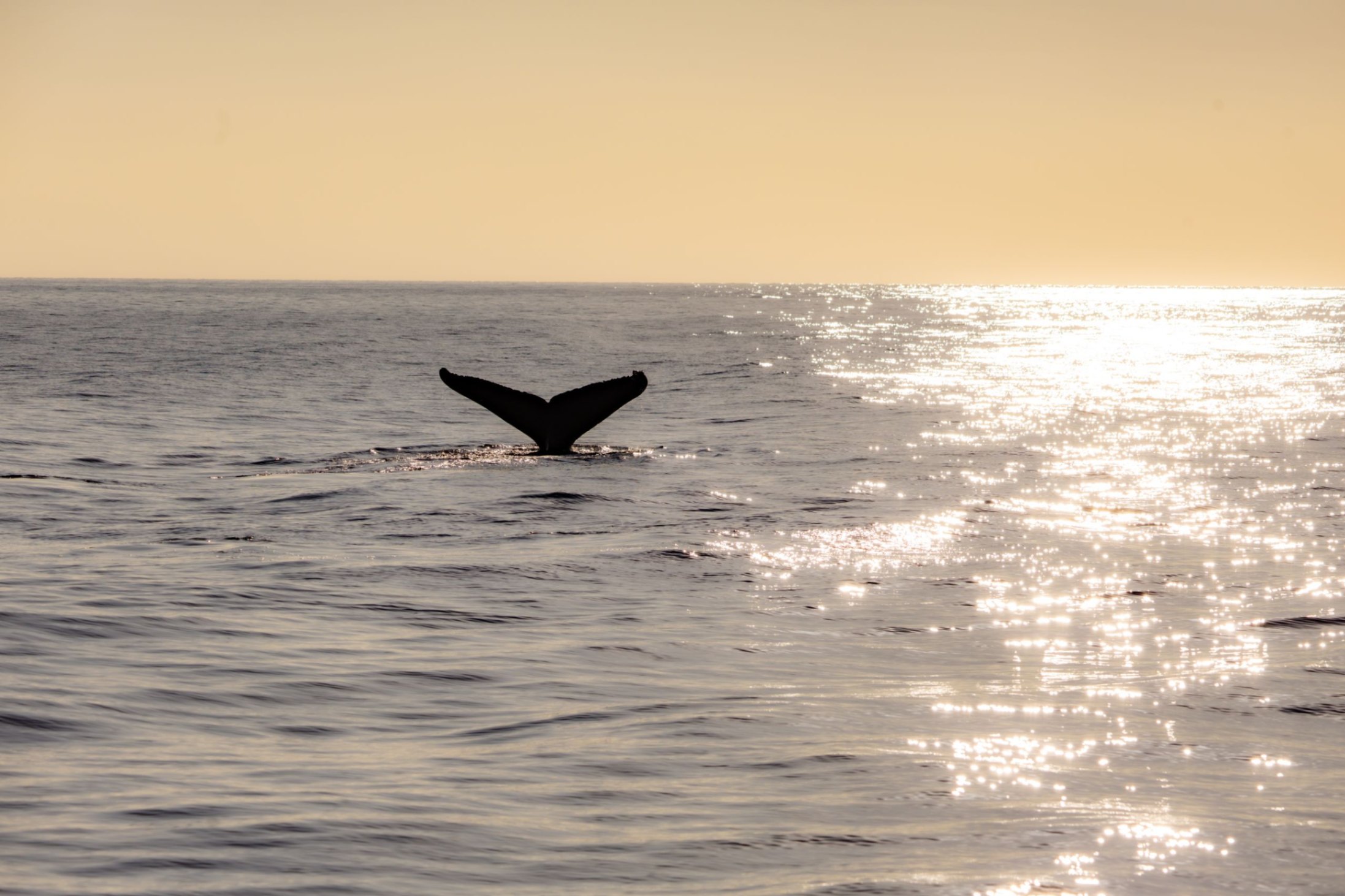 best sunset whale watch tour on maui