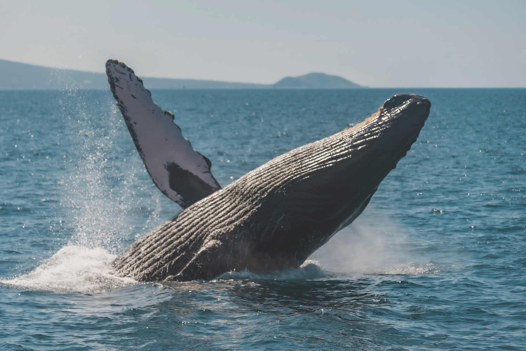 whale watch maui