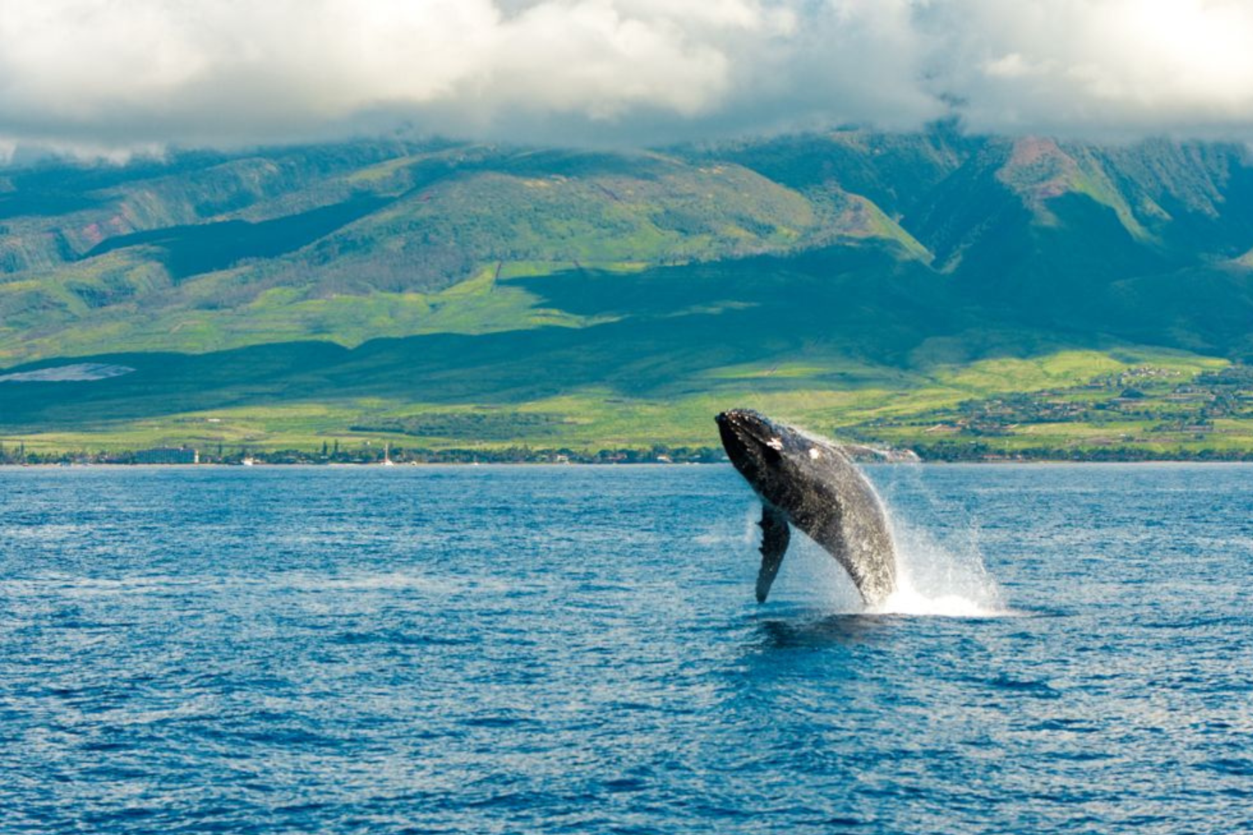 maui whale watch