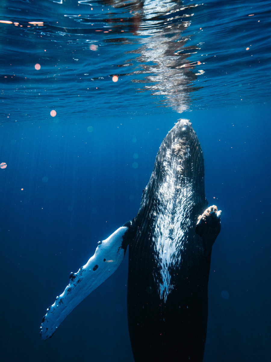 whale watching on maui