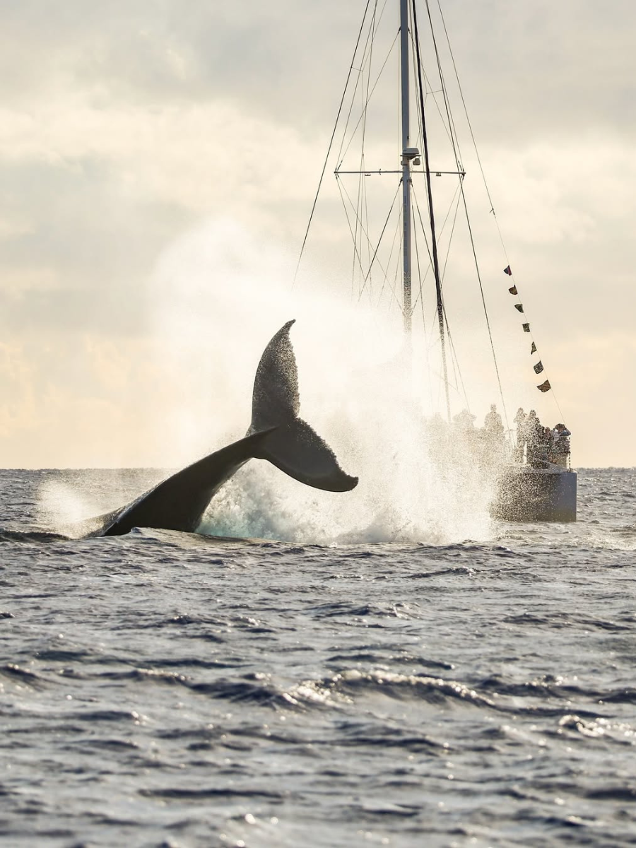 sunset whale watch maui