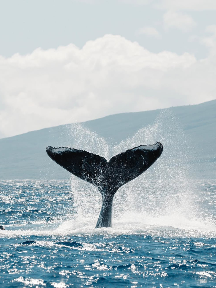 whale watching luxury maui tour