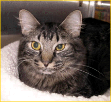 christmas cat m 1 1 1