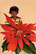 poinsettia nino