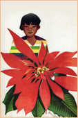 poinsettia pablo