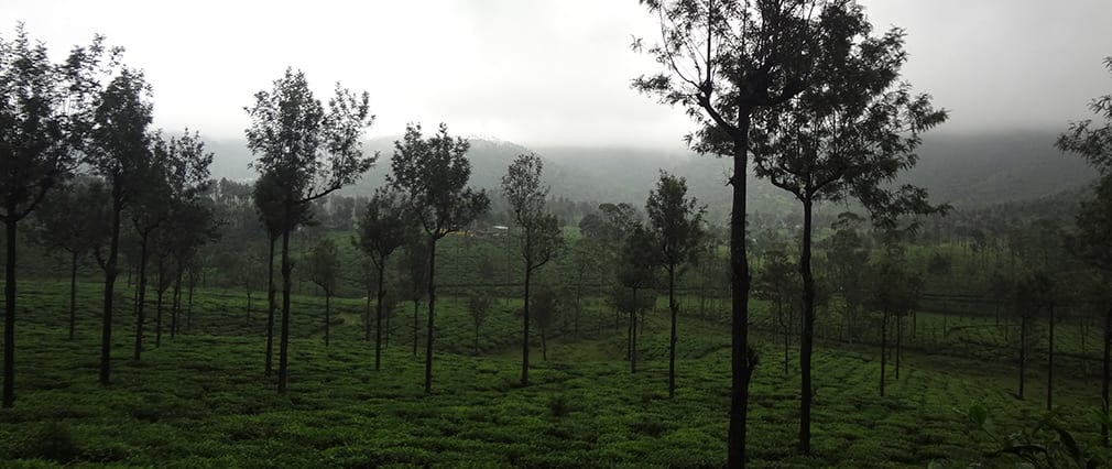 Valparai_Greenery