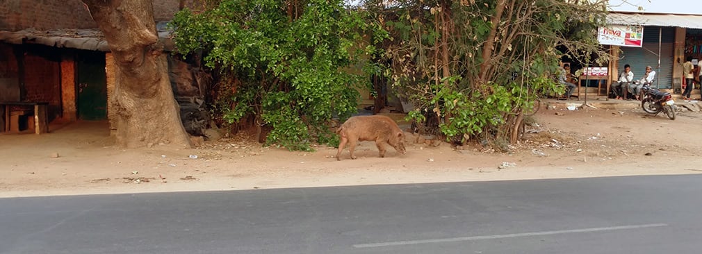 Pig_Again