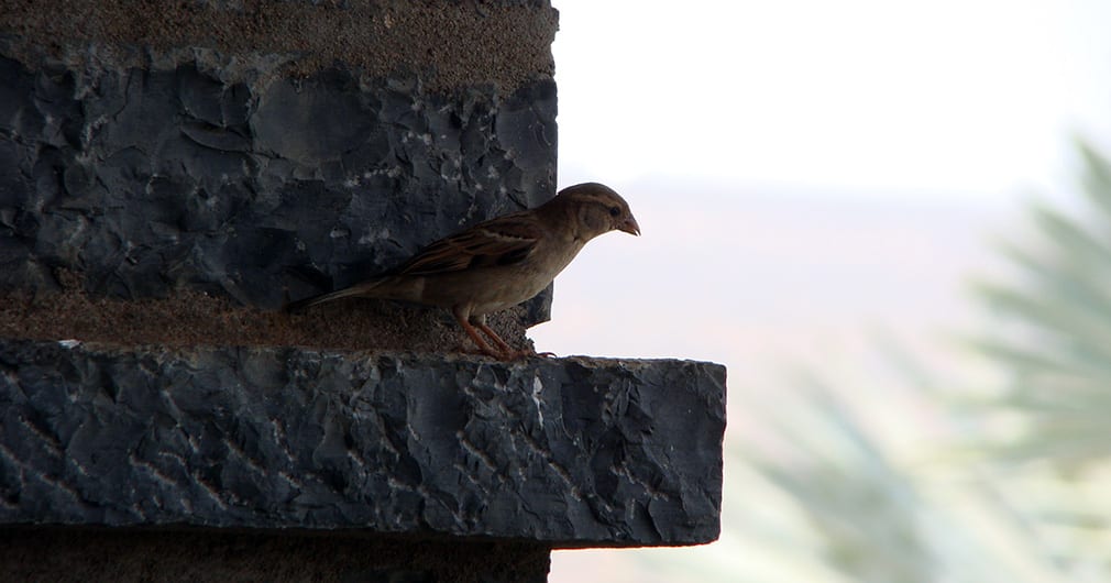 A_Finch_Perhaps