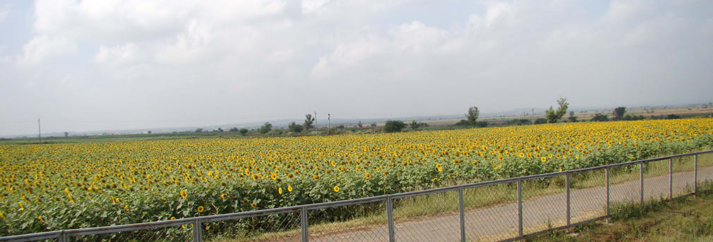 Sunflowers_NH4_Highway
