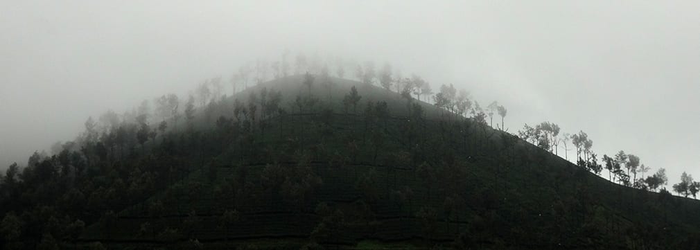 Valparai_Greenery_2