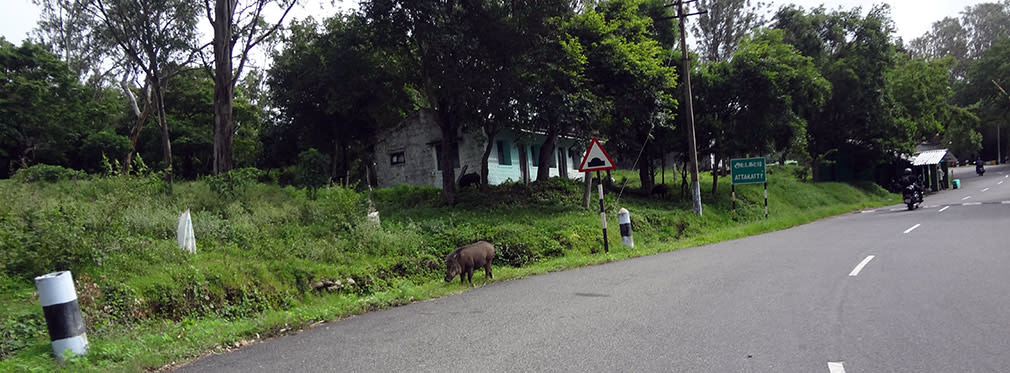 Valparai_to_Attakatti_Piggy