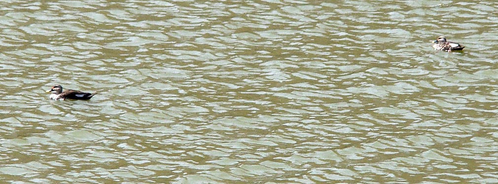 Spot_the_Ducks