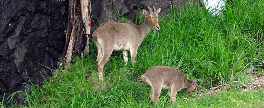 Nilgiri_Thar_Valparai_3