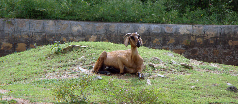 Moyar_Falls_Goat_Sexy