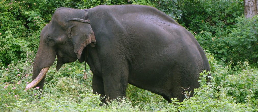 Bandipur_Tiger_Reserve_Elephant3_Bell