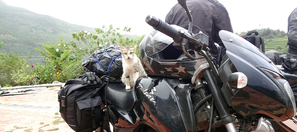 Cat_at_Anand_Resorts