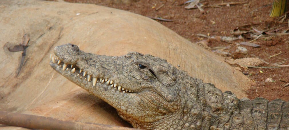 Horsley_Hills_Animal_Complex_Marsh_Crocodile_Troll