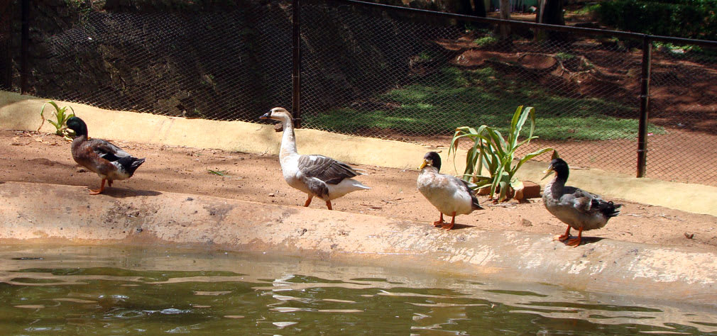 Horsley_Hills_Animal_Complex_Ducks