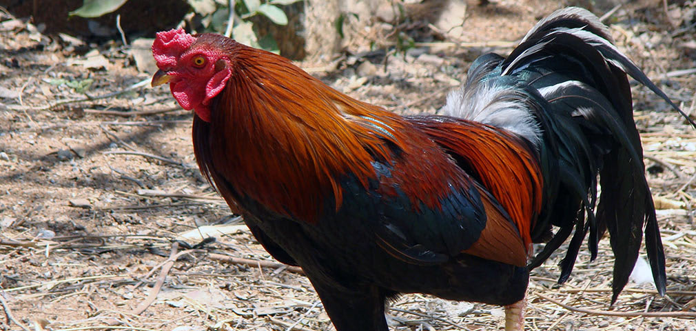 Cock_Fowl_Play