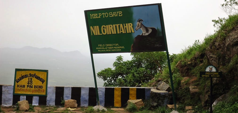 Nilgiri_Tahr_Save_Them