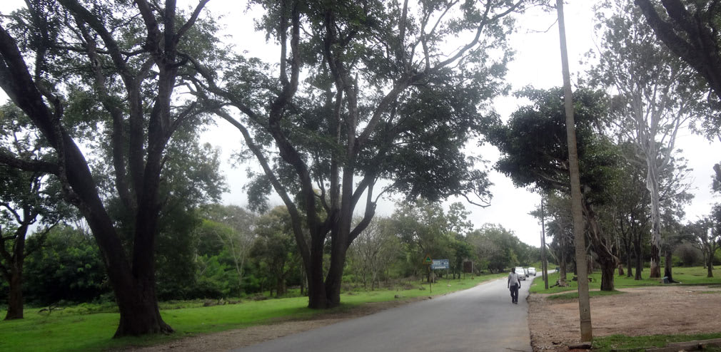 Bandipur_Tiger_Reserve_Roads