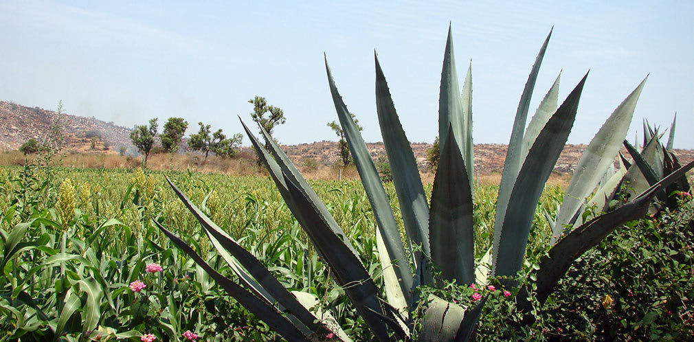 Plants_Rocks_and_What_Not