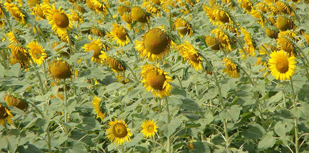 Sunflowers_NH4_Highway_2