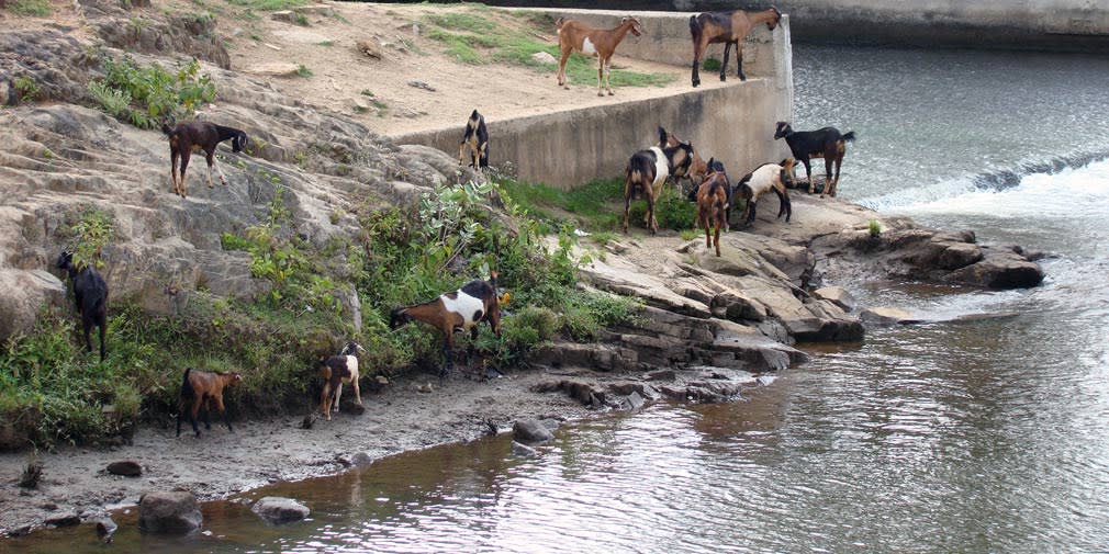 Moyar_Falls_Goats