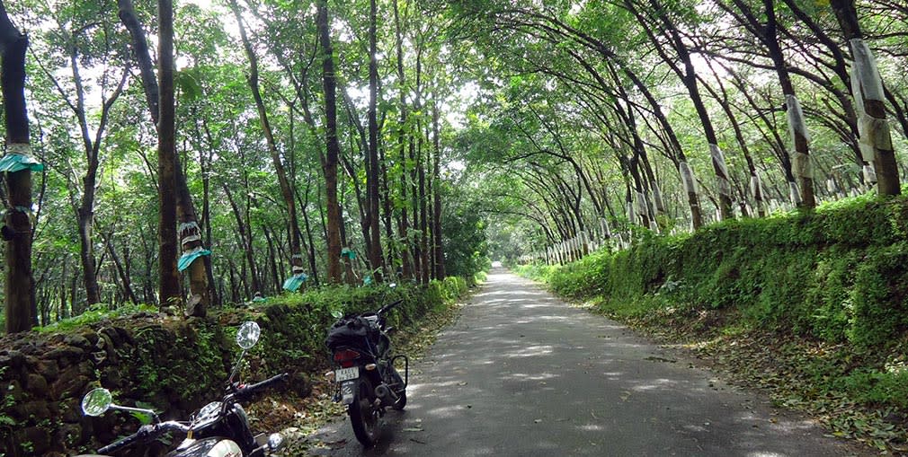 Rubber_tree_Plantations_Mookannoor