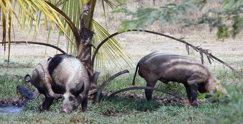 Pigs_Animal_Farm