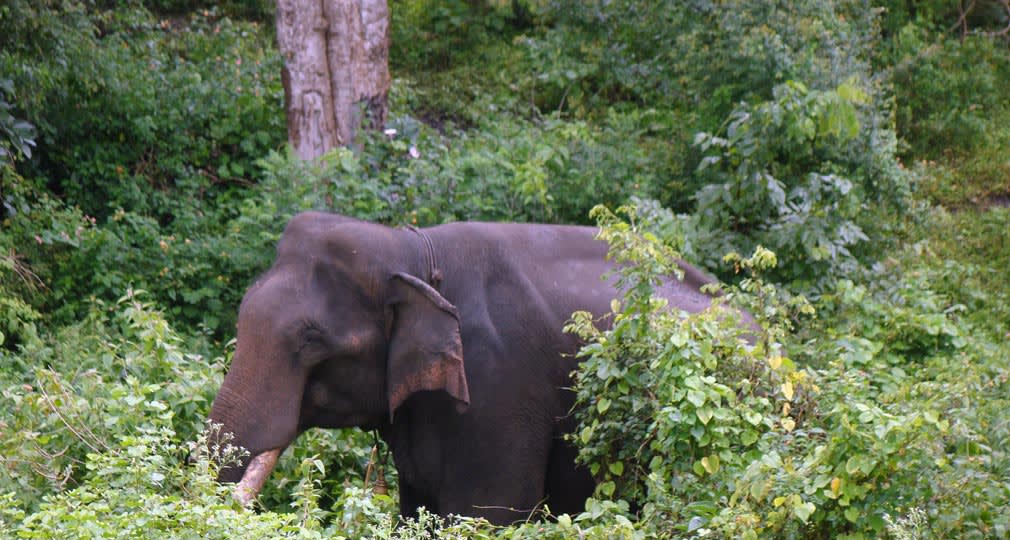 Bandipur_Tiger_Reserve_Elephant